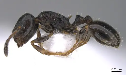 Temnothorax nikoklesi specimen