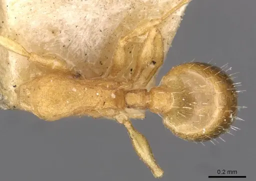 Temnothorax nitidiceps specimen