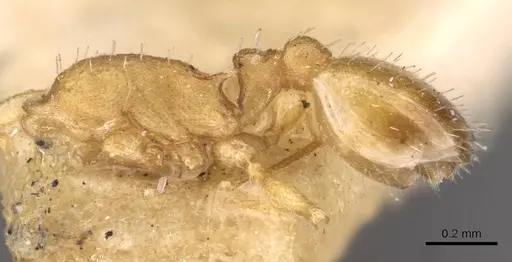 Temnothorax nitidiceps specimen