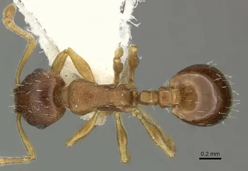 Temnothorax normandi specimen