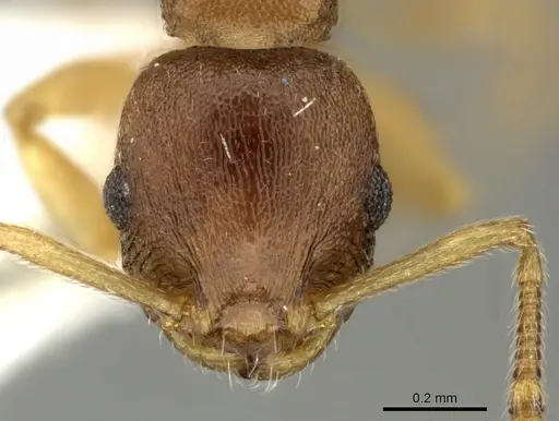 Temnothorax normandi specimen