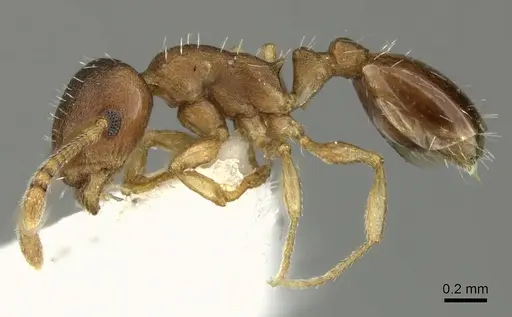 Temnothorax normandi specimen