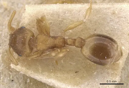 Temnothorax normandi - CASENT0912974