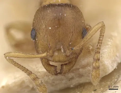 Temnothorax normandi - CASENT0912974