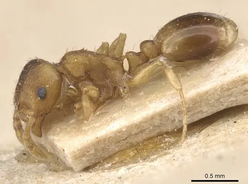 Temnothorax normandi - CASENT0912974