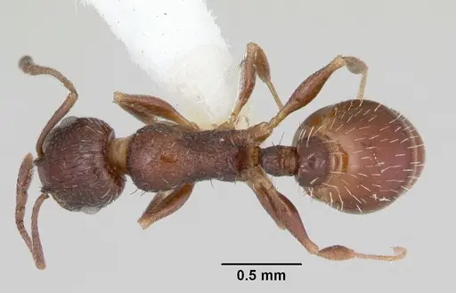 Temnothorax nuwuvi specimen