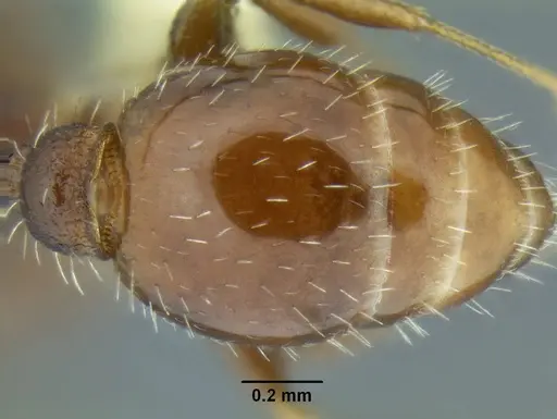 Temnothorax nuwuvi specimen