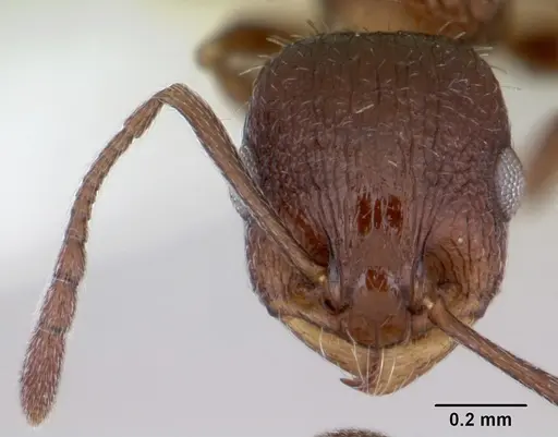 Temnothorax nuwuvi specimen