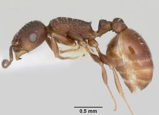 Temnothorax nuwuvi - CASENT0172608