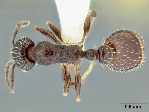 Temnothorax nuwuvi - LACMENT299376