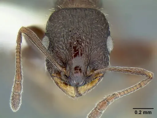 Temnothorax nuwuvi - LACMENT299376