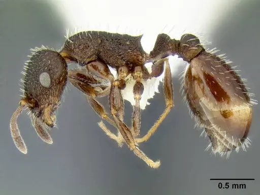 Temnothorax nuwuvi - LACMENT299376