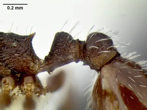 Temnothorax nuwuvi - LACMENT299376