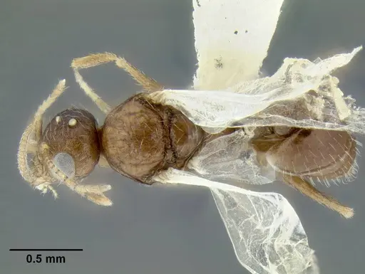 Temnothorax nuwuvi - LACMENT299382