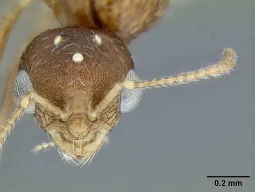 Temnothorax nuwuvi - LACMENT299382