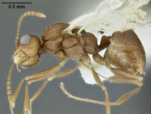 Temnothorax nuwuvi - LACMENT299382