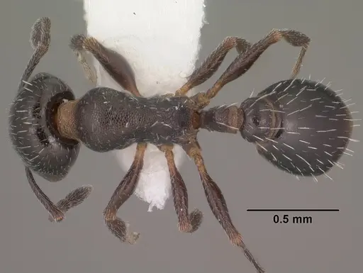 Temnothorax obliquicanthus specimen