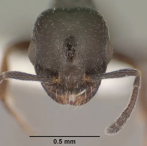 Temnothorax obliquicanthus specimen