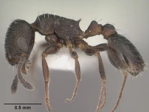 Temnothorax obliquicanthus specimen