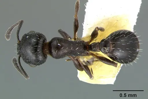 Temnothorax obliquicanthus - CASENT0105859