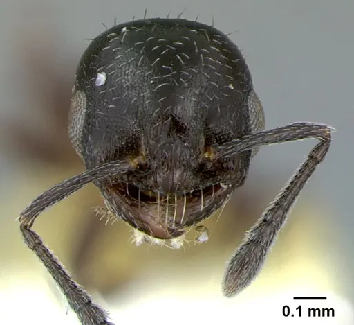 Temnothorax obliquicanthus - CASENT0105859