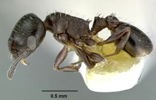 Temnothorax obliquicanthus - CASENT0105859