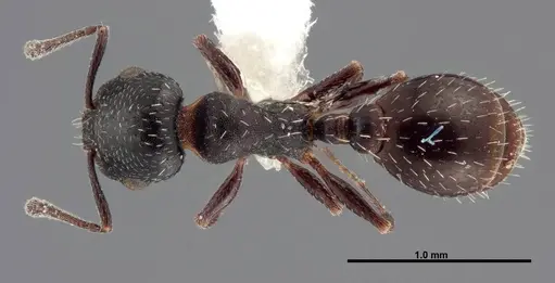 Temnothorax obliquicanthus - FMNHINS0000062742