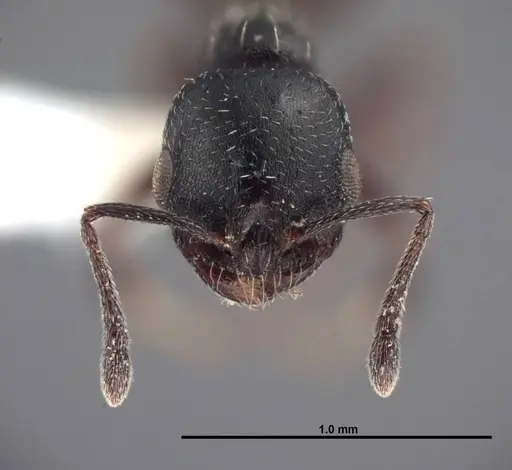 Temnothorax obliquicanthus - FMNHINS0000062742