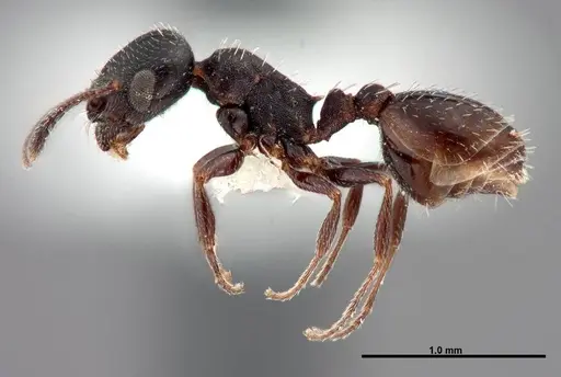 Temnothorax obliquicanthus - FMNHINS0000062742