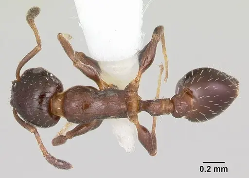 Temnothorax obturator specimen