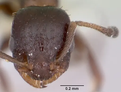 Temnothorax obturator specimen