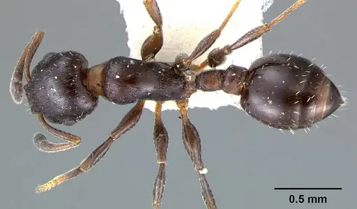 Temnothorax obturator - CASENT0105860