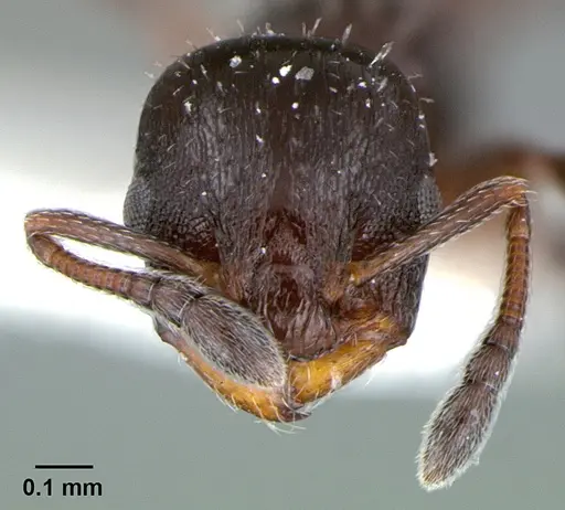 Temnothorax obturator - CASENT0105860