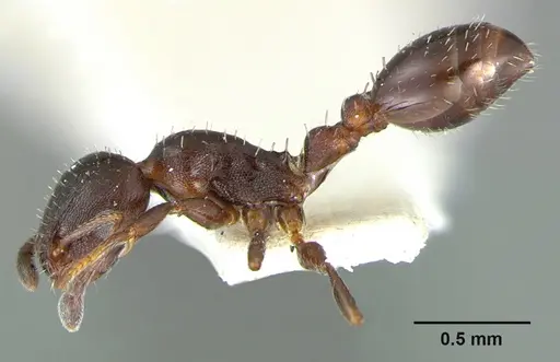 Temnothorax obturator - CASENT0105860