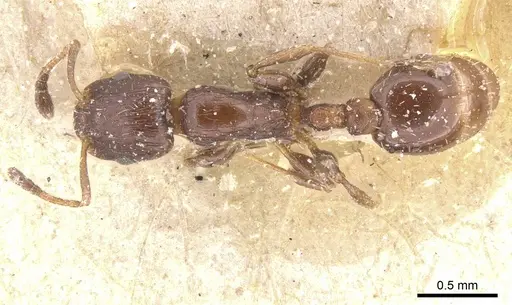 Temnothorax obturator - CASENT0912975