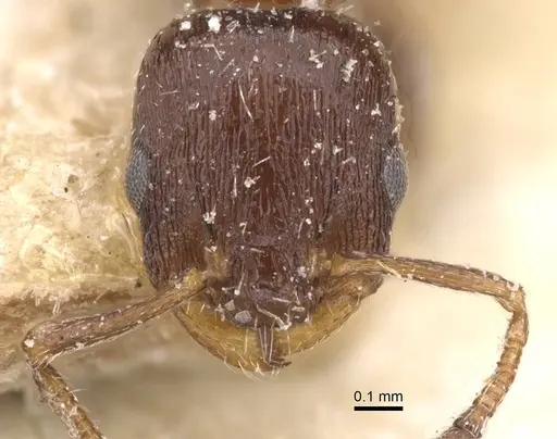 Temnothorax obturator - CASENT0912975