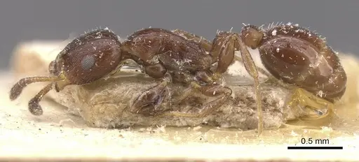 Temnothorax obturator - CASENT0912975