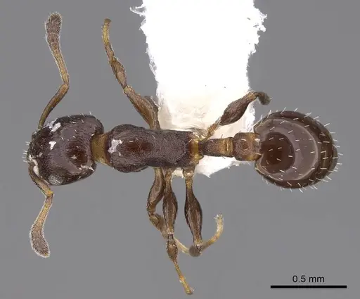 Temnothorax obturator - CASENT0922574