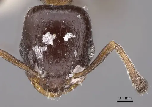 Temnothorax obturator - CASENT0922574