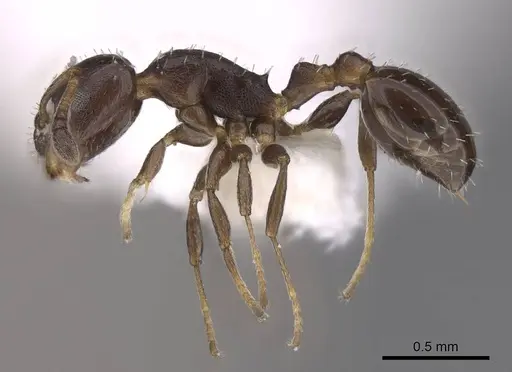 Temnothorax obturator - CASENT0922574