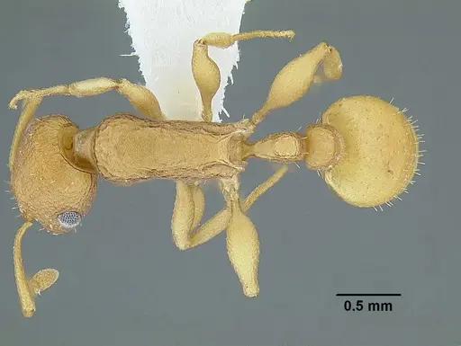 Temnothorax obtusigaster specimen