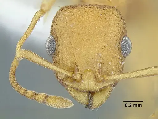 Temnothorax obtusigaster specimen