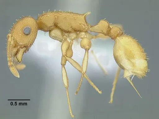 Temnothorax obtusigaster specimen