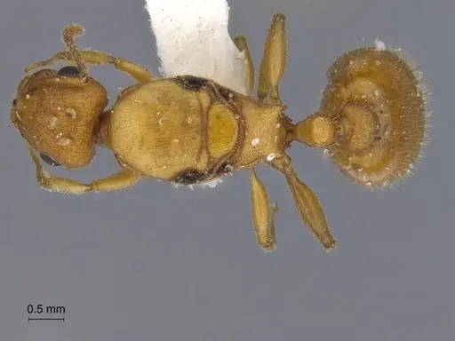 Temnothorax obtusigaster - CASENT0869104