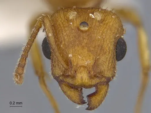 Temnothorax obtusigaster - CASENT0869104