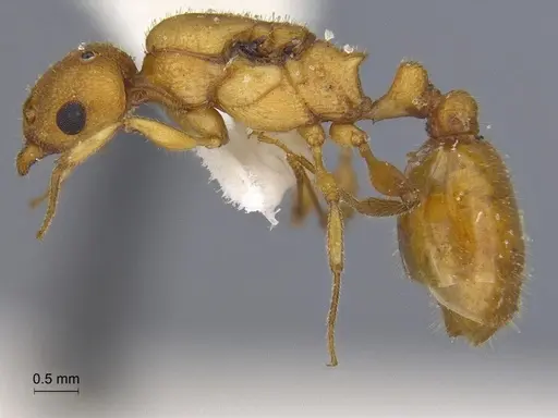 Temnothorax obtusigaster - CASENT0869104