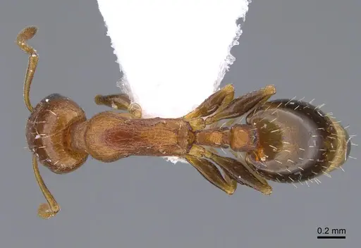 Temnothorax oreades specimen