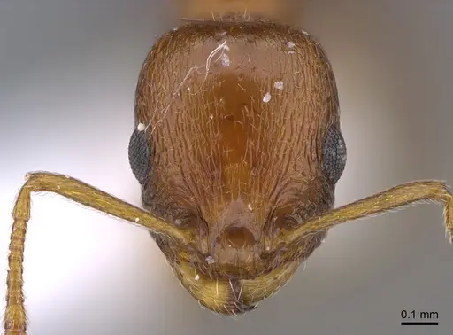 Temnothorax oreades specimen