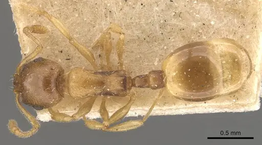 Temnothorax oxianus specimen