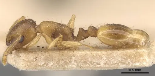 Temnothorax oxianus specimen